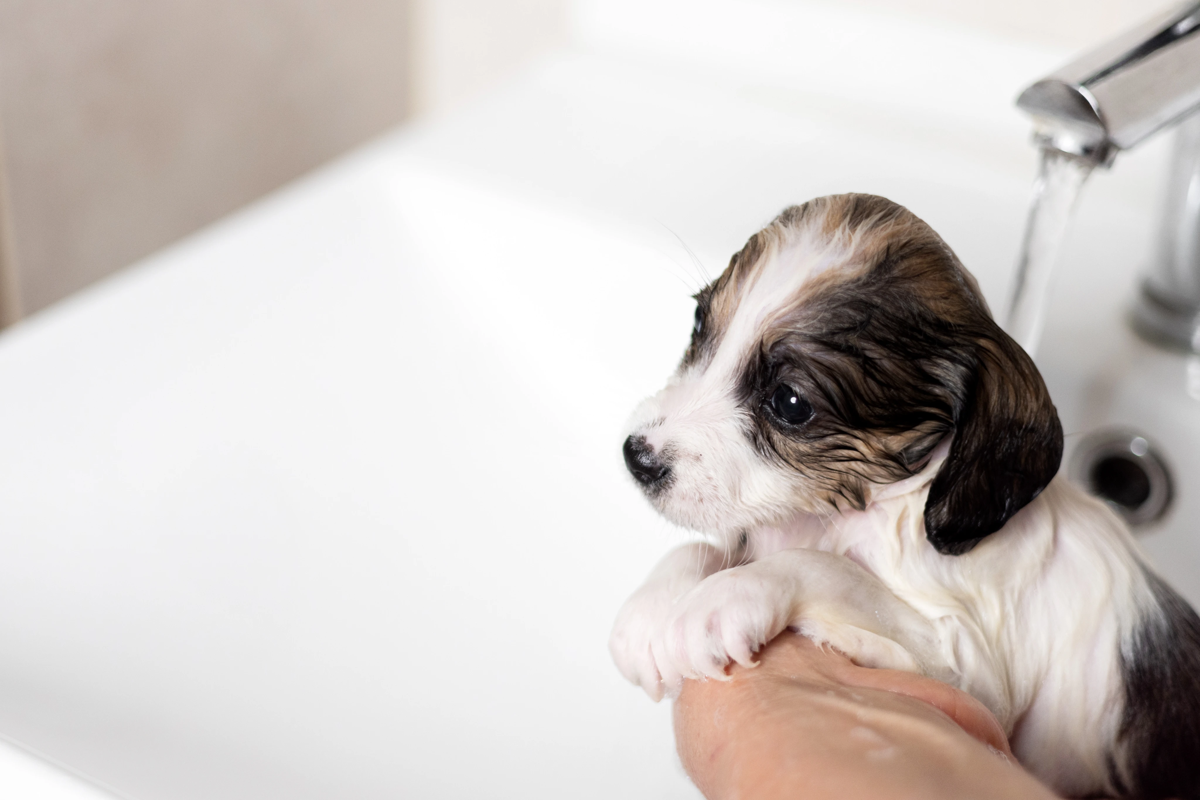 Мытье щенков