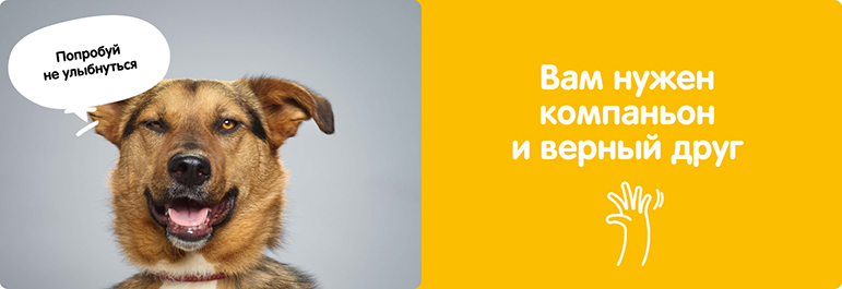 Вам нужен компаньон и верный друг