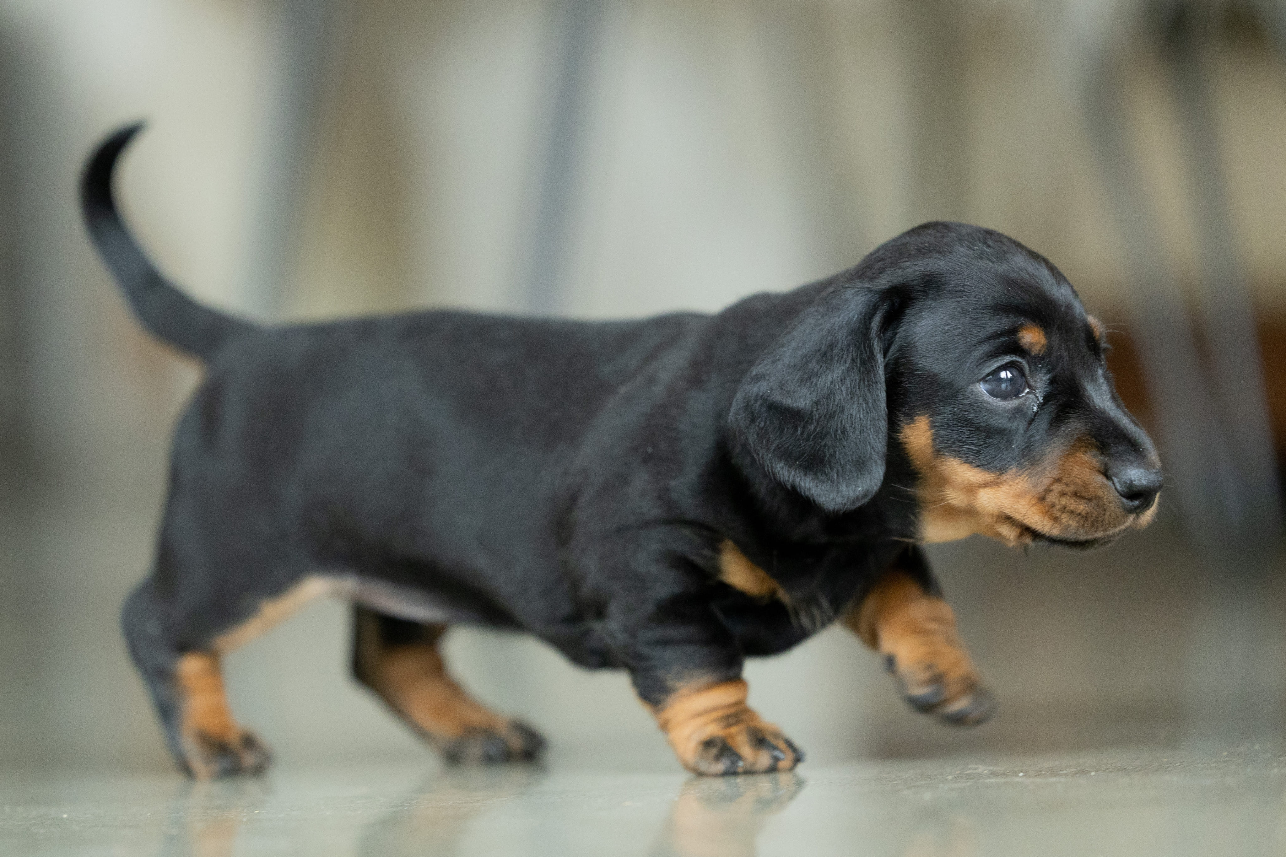 Первый прикорм щенка