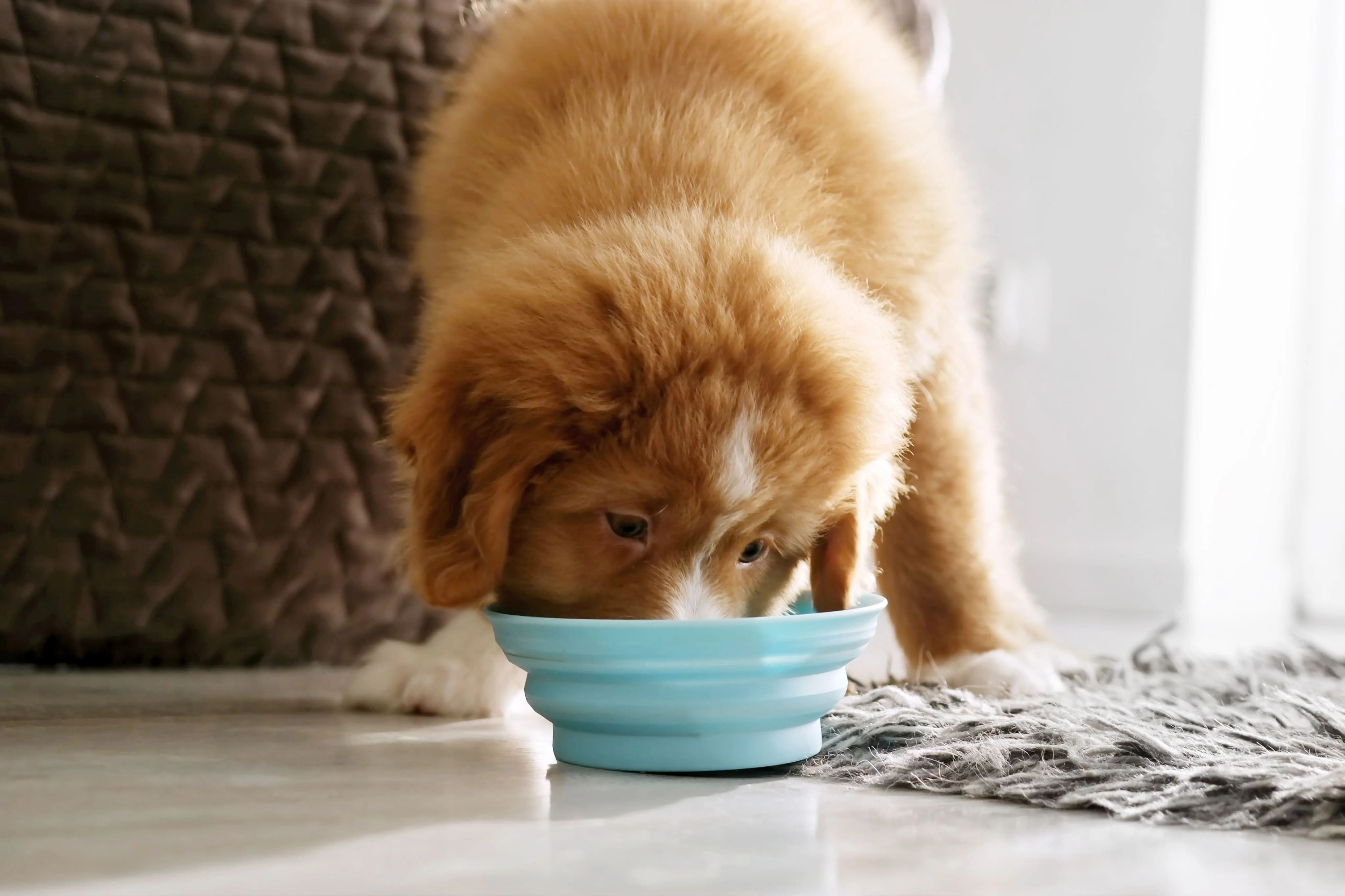 Полноценное питание для щенка