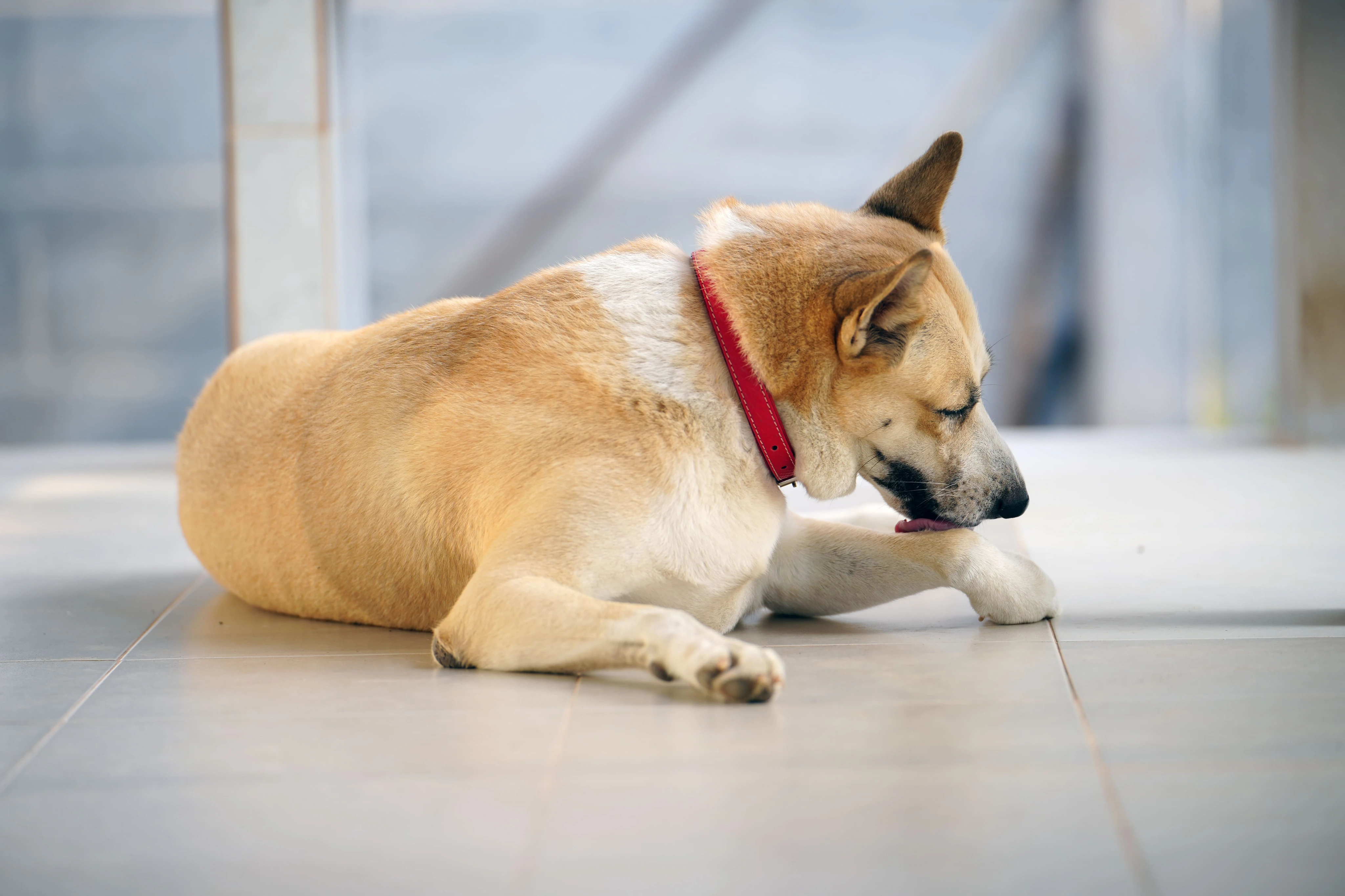 Симптомы подкожного клеща у собак