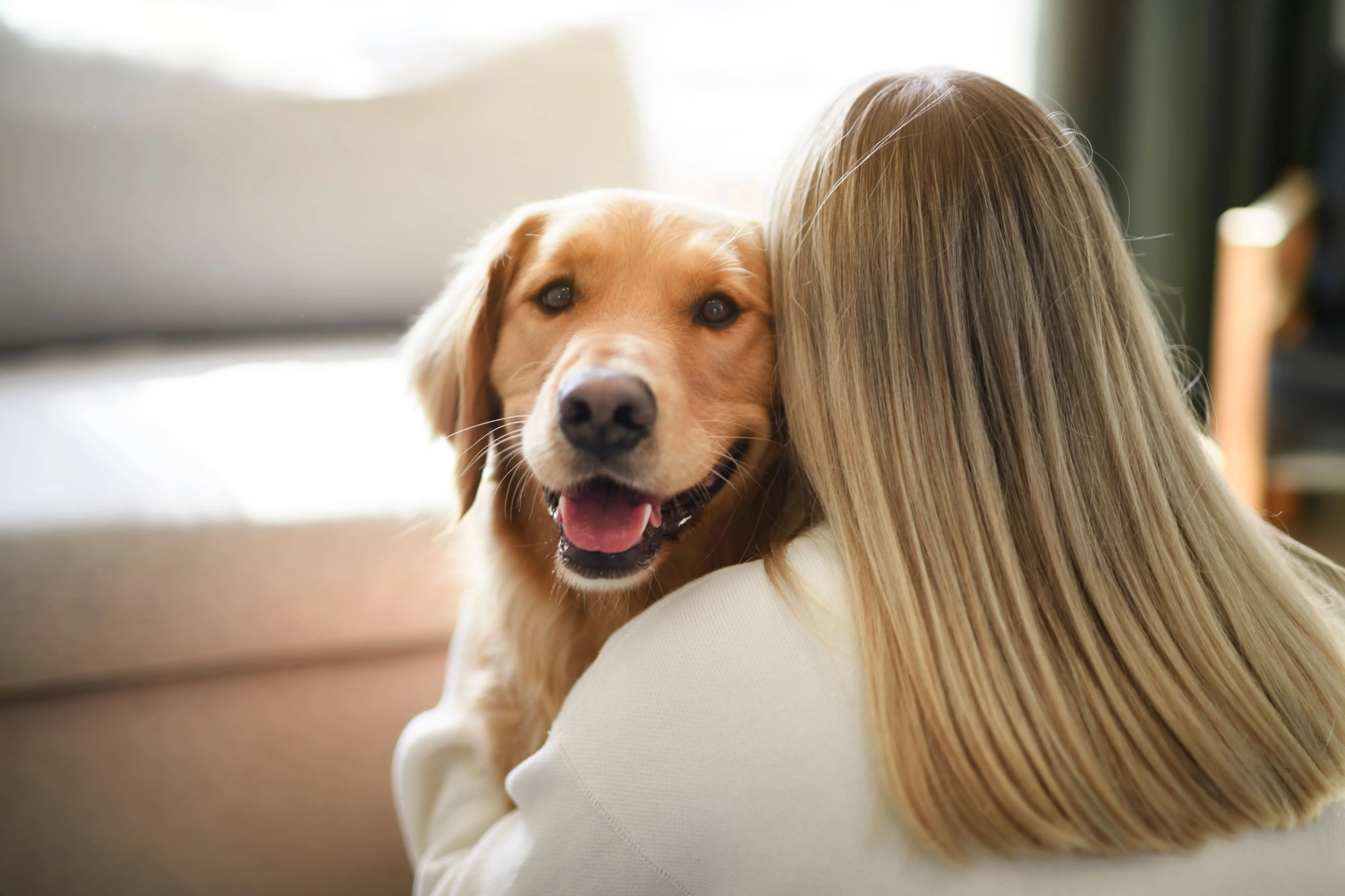 Чувства собак