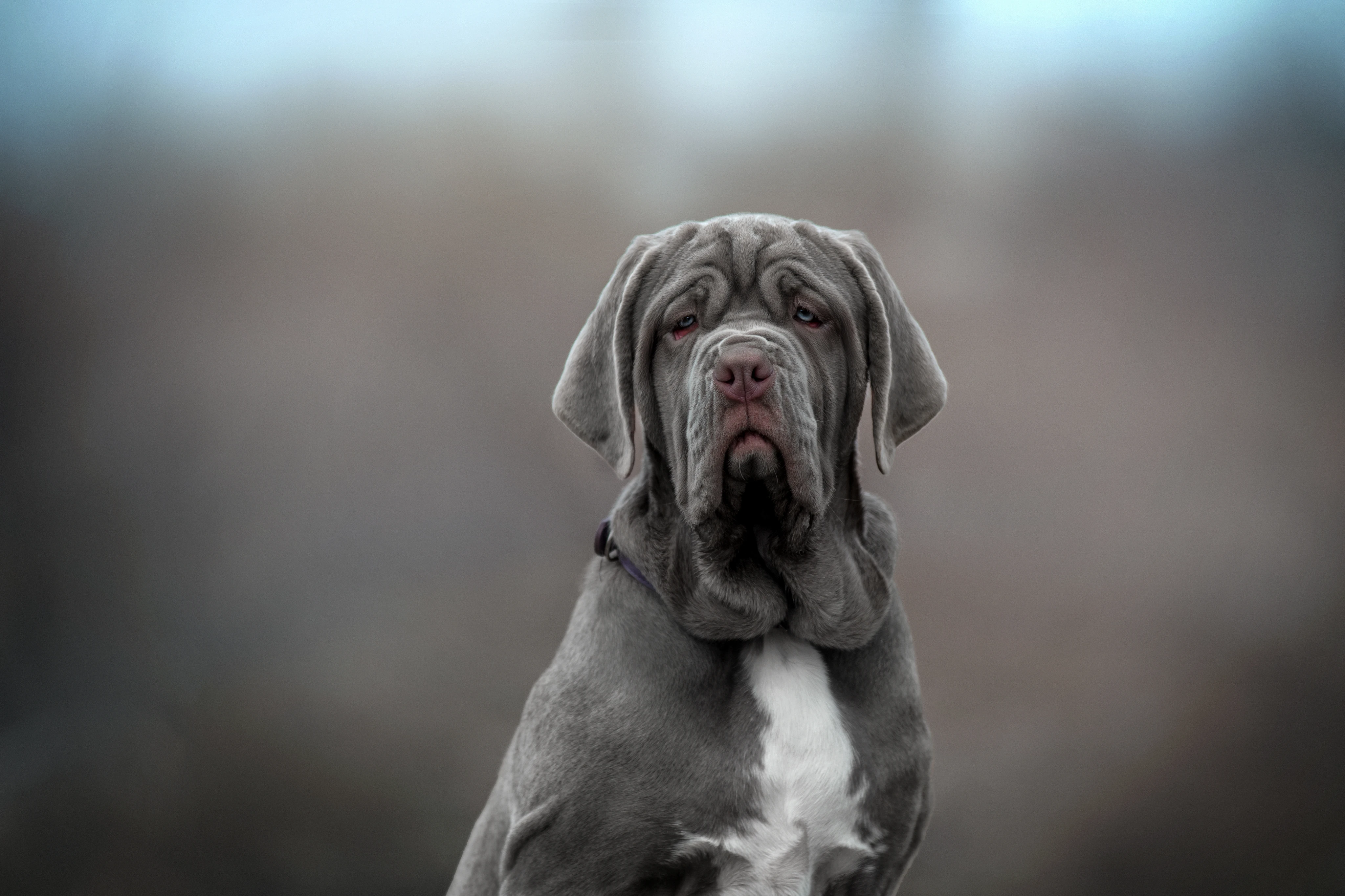 Неаполетанский мастиф