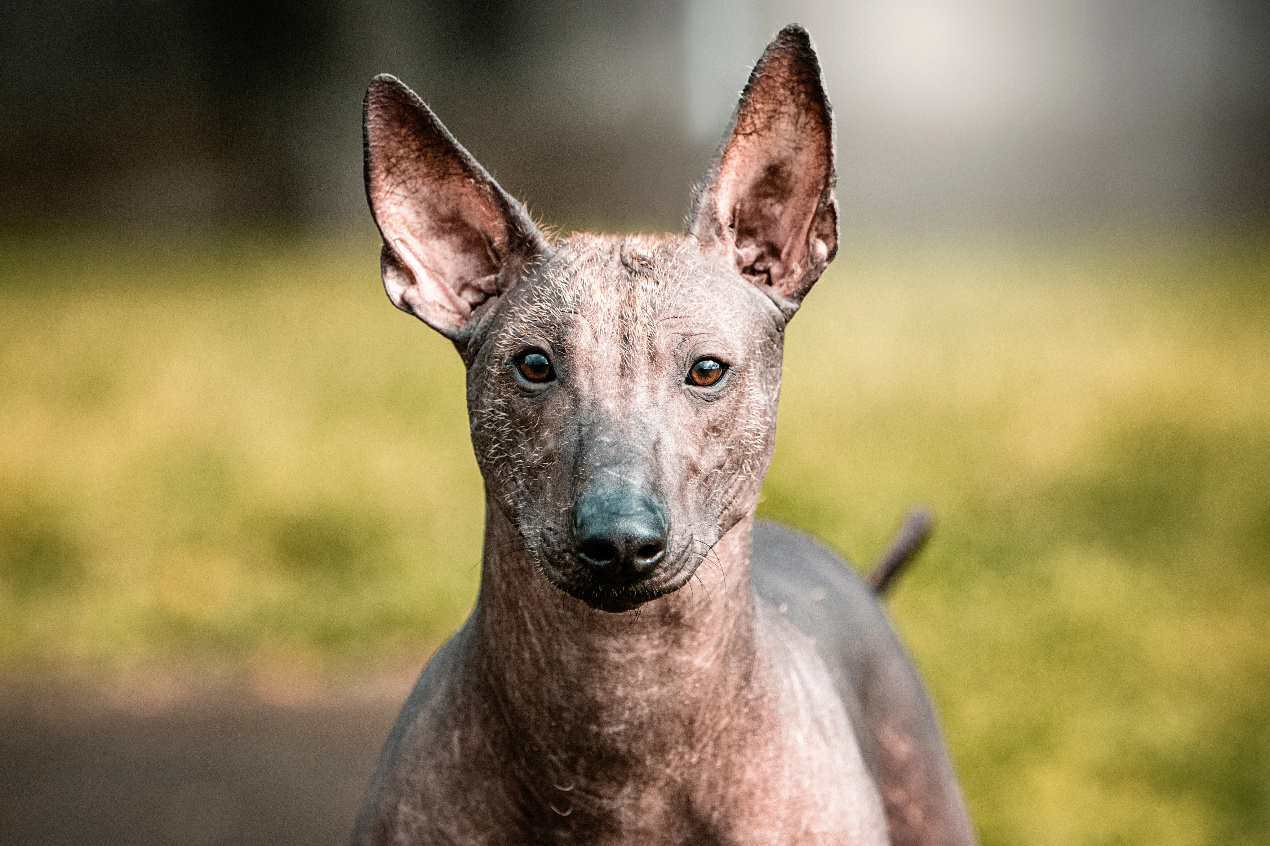 Мексиканская голая собака (Ксолоитцкуинтли)