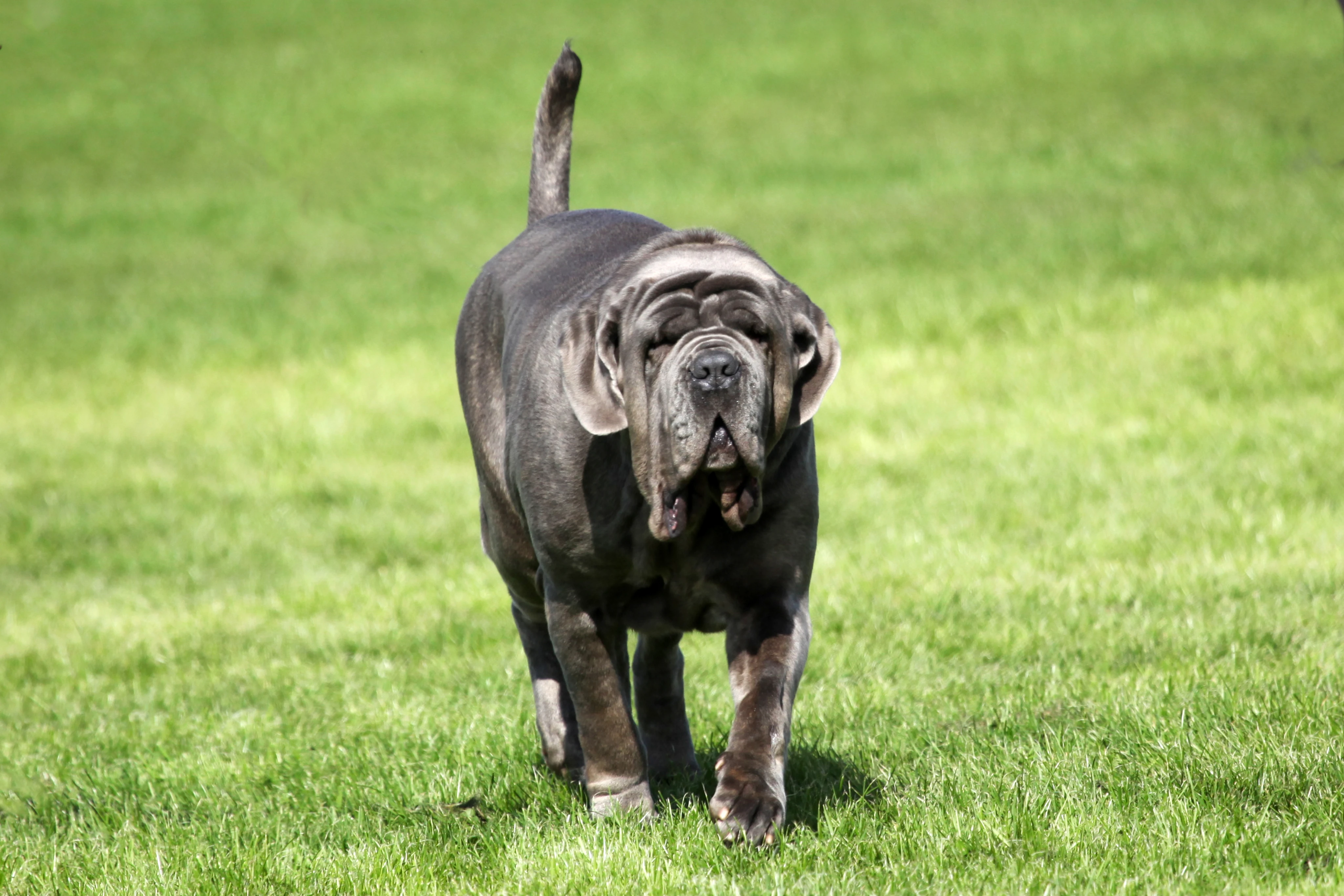 Фото неаполитанского мастифа