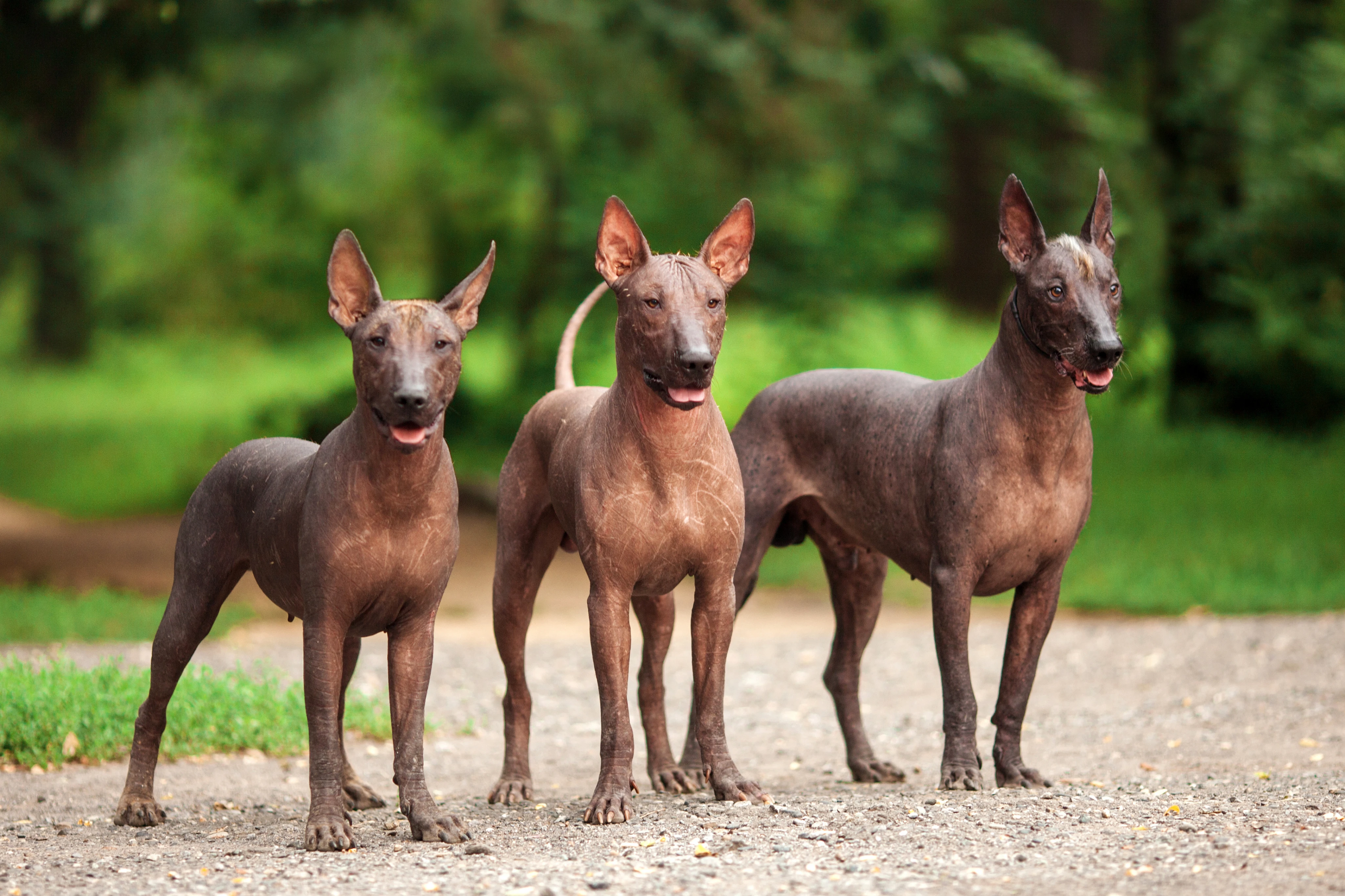 Характеристика ксолоитцкуинтли
