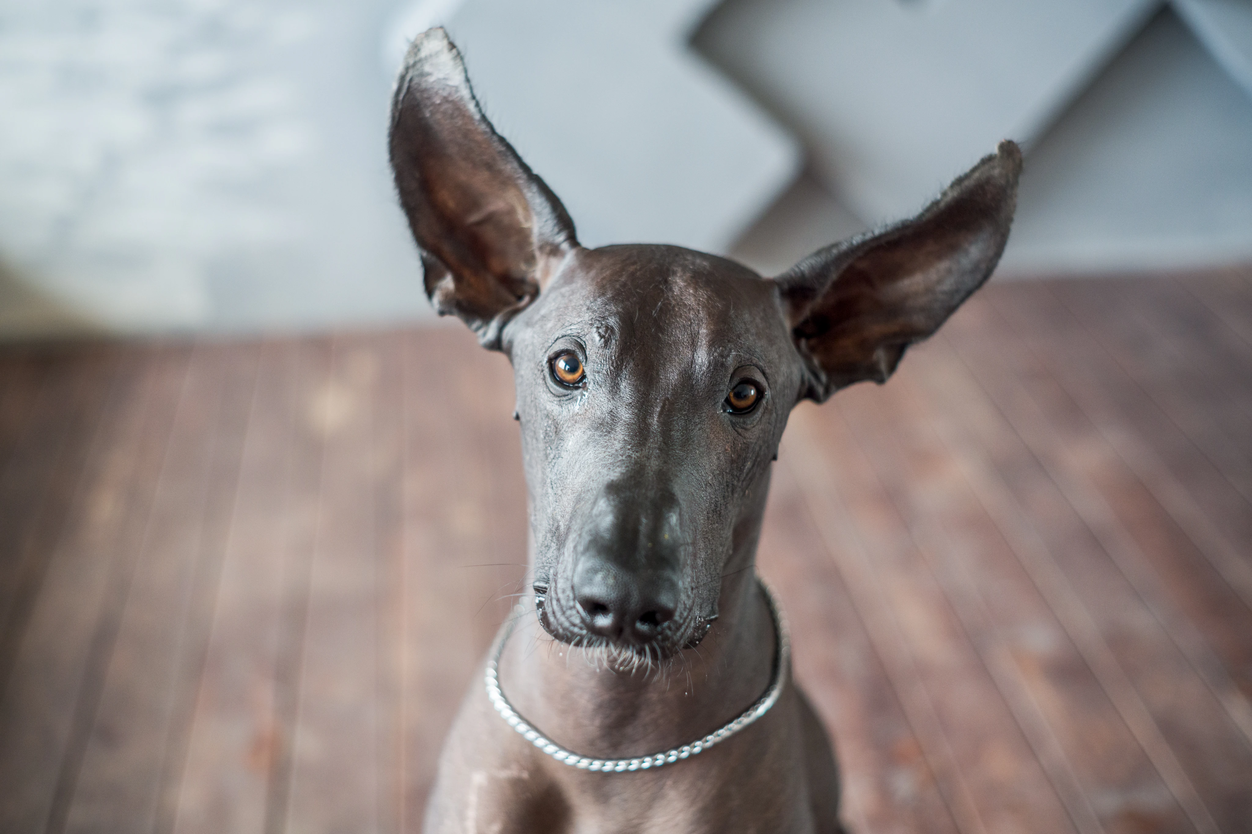 Характер ксолоитцкуинтли