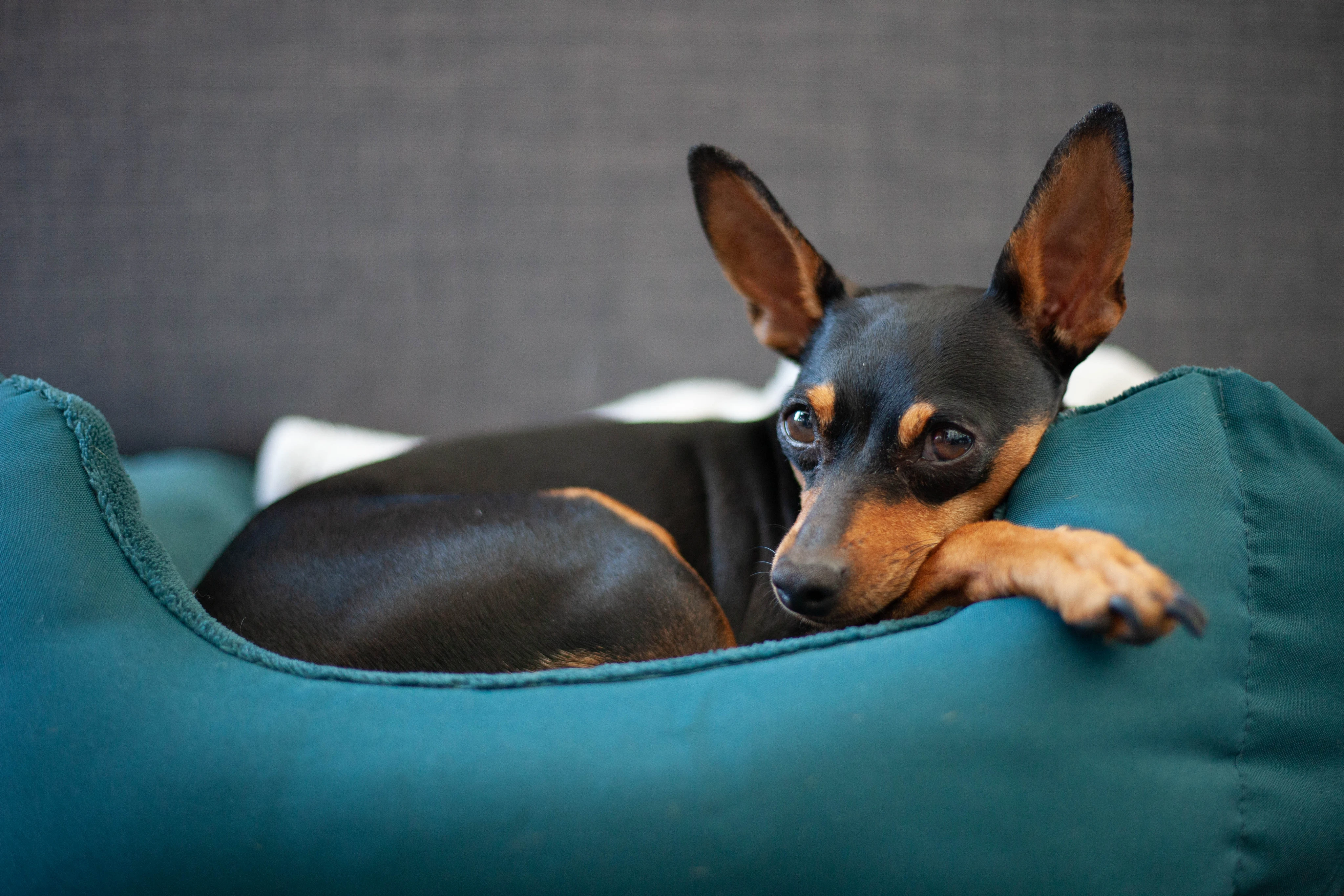 Цвергпинчер