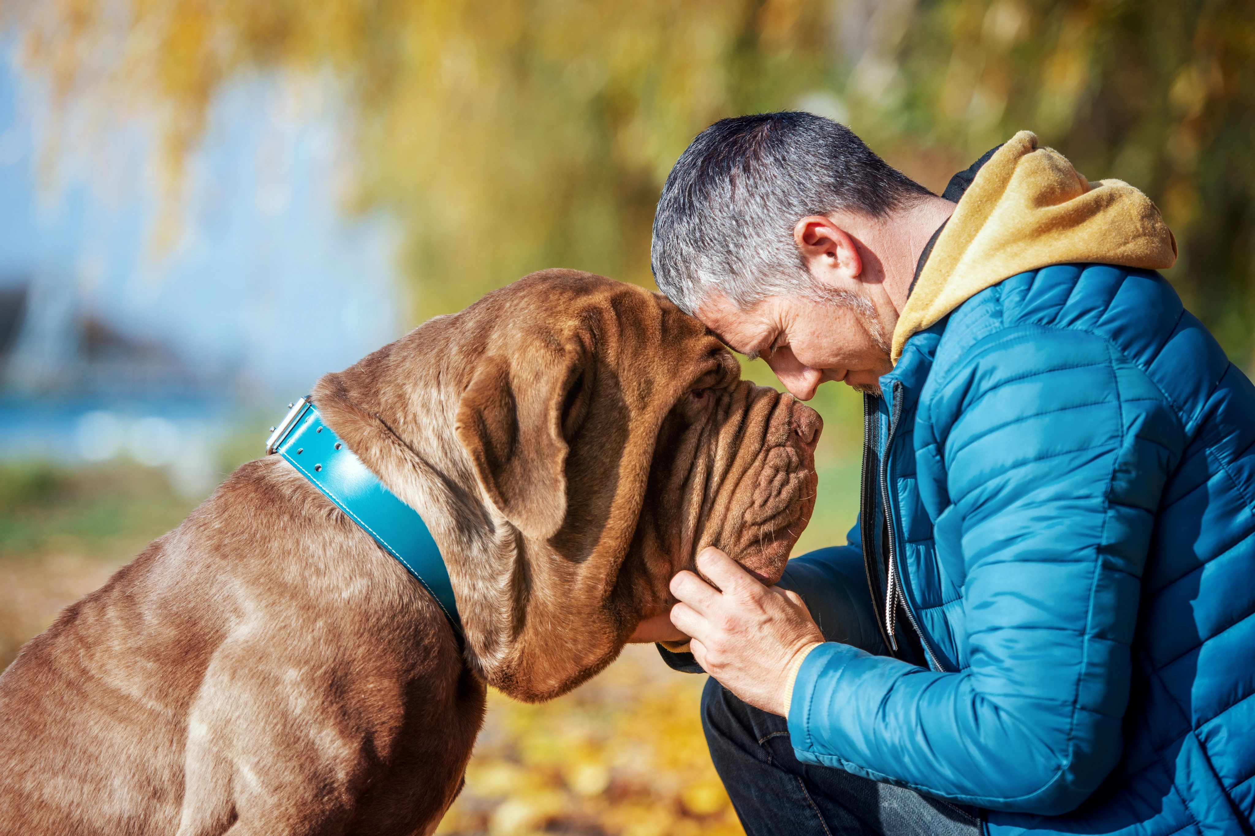 Характер неаполитанского мастифа