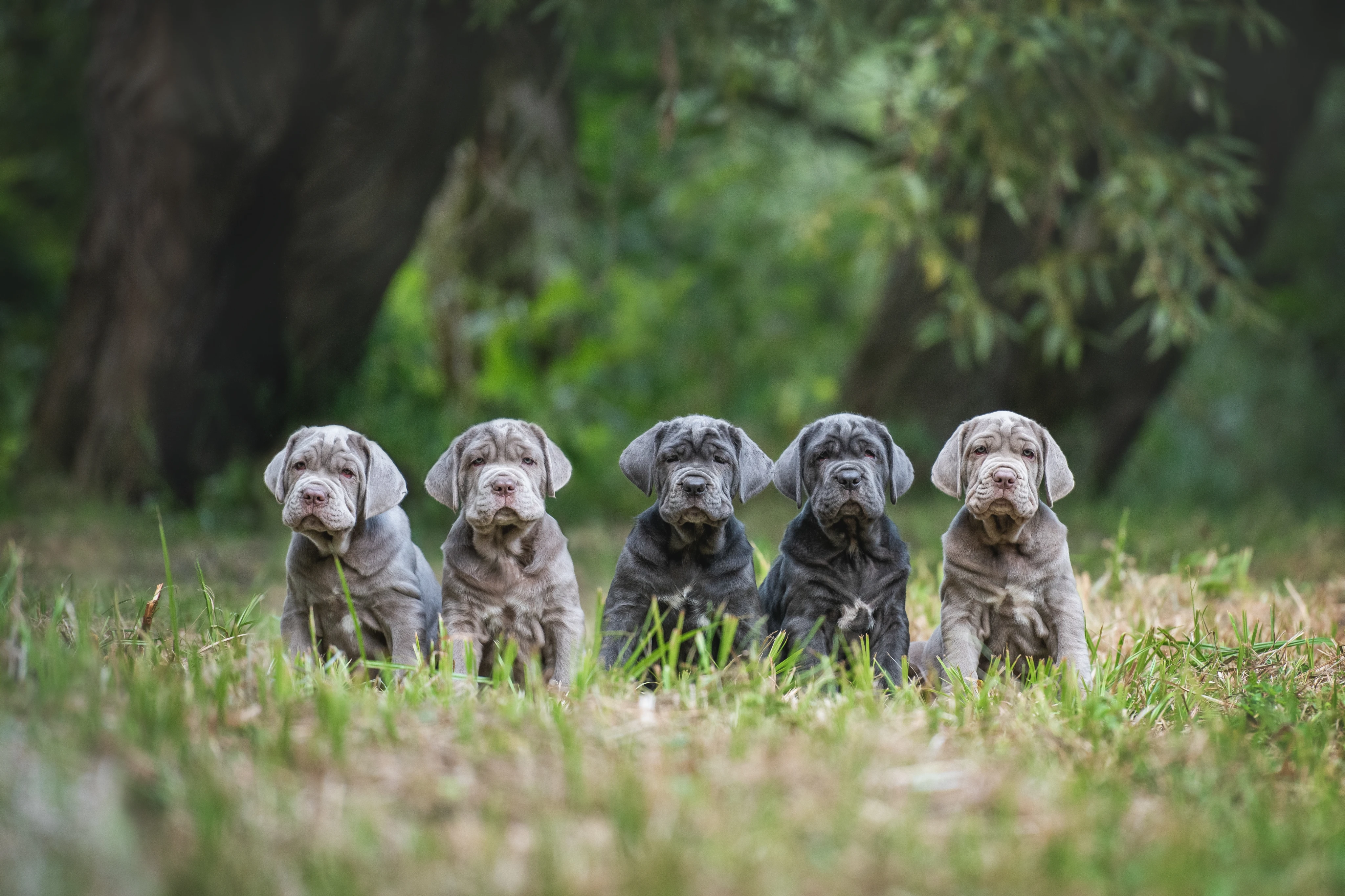 Выбор щенка неаполитанского мастифа