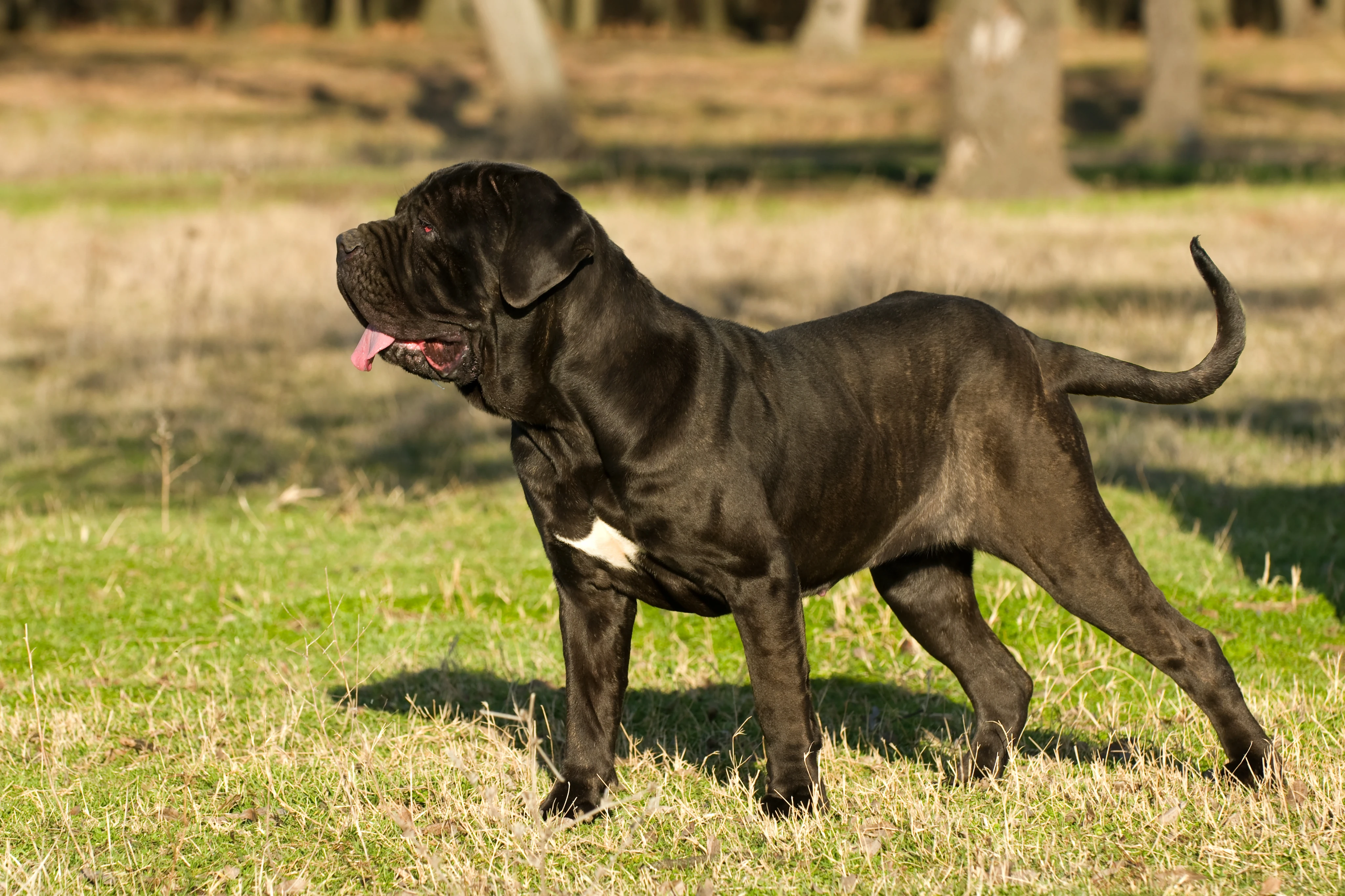 Внешность неаполитанского мастифа