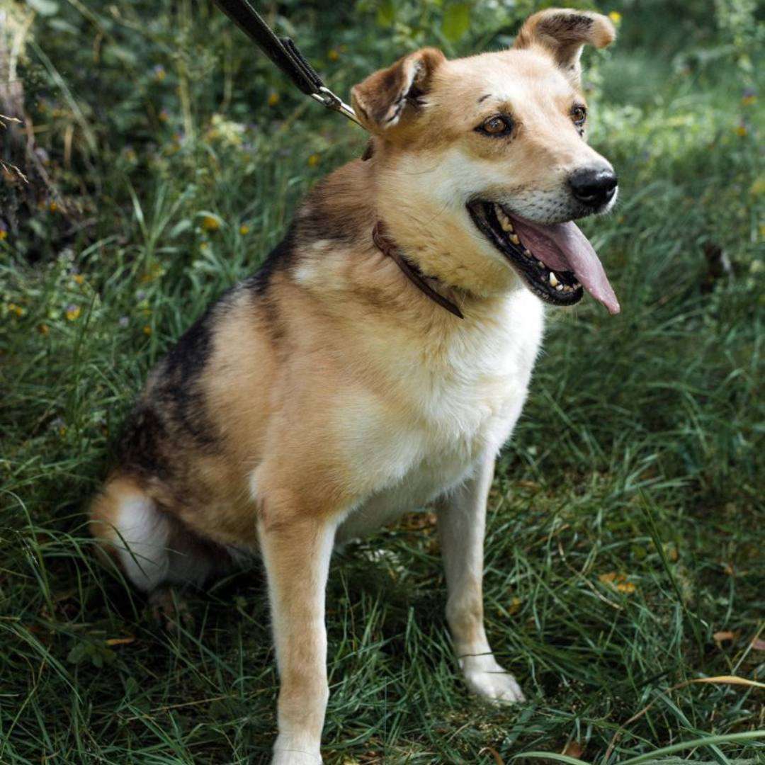 Лайк