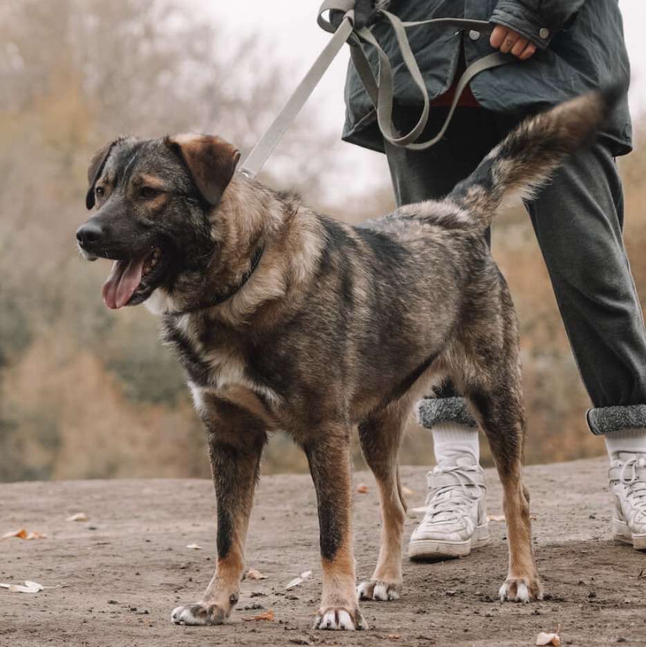 Портос