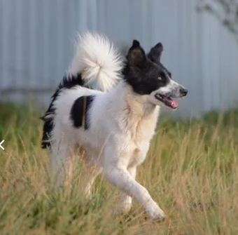 Лана