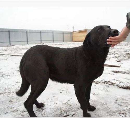 Элис