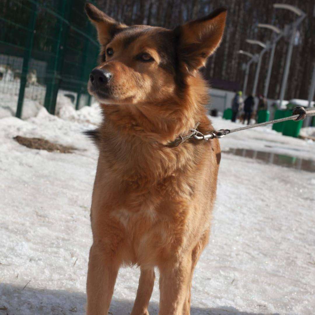 Ася