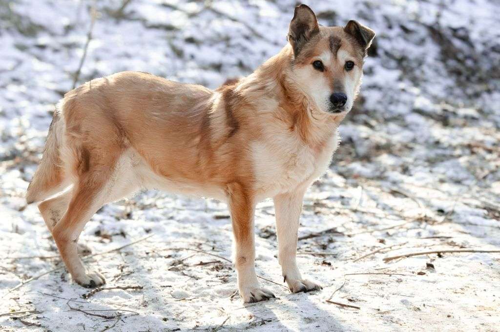 Ариш