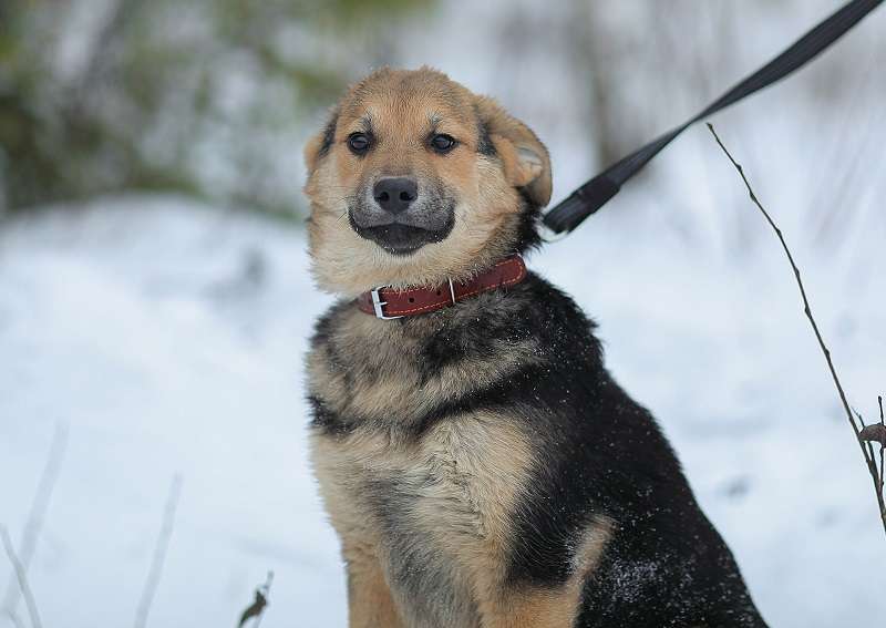 Вики