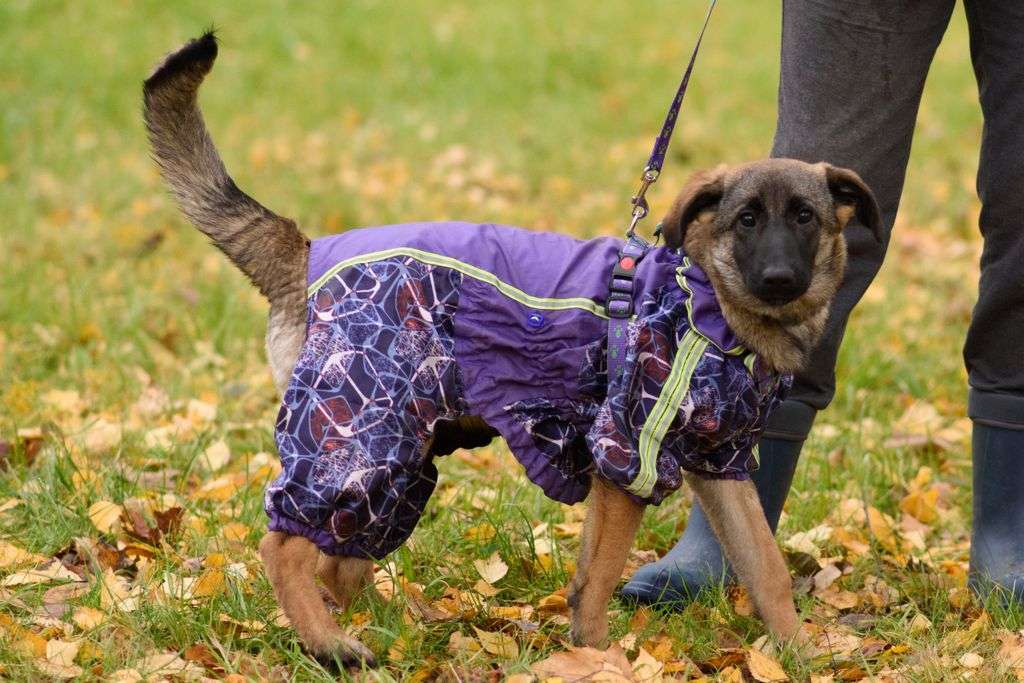Баффи