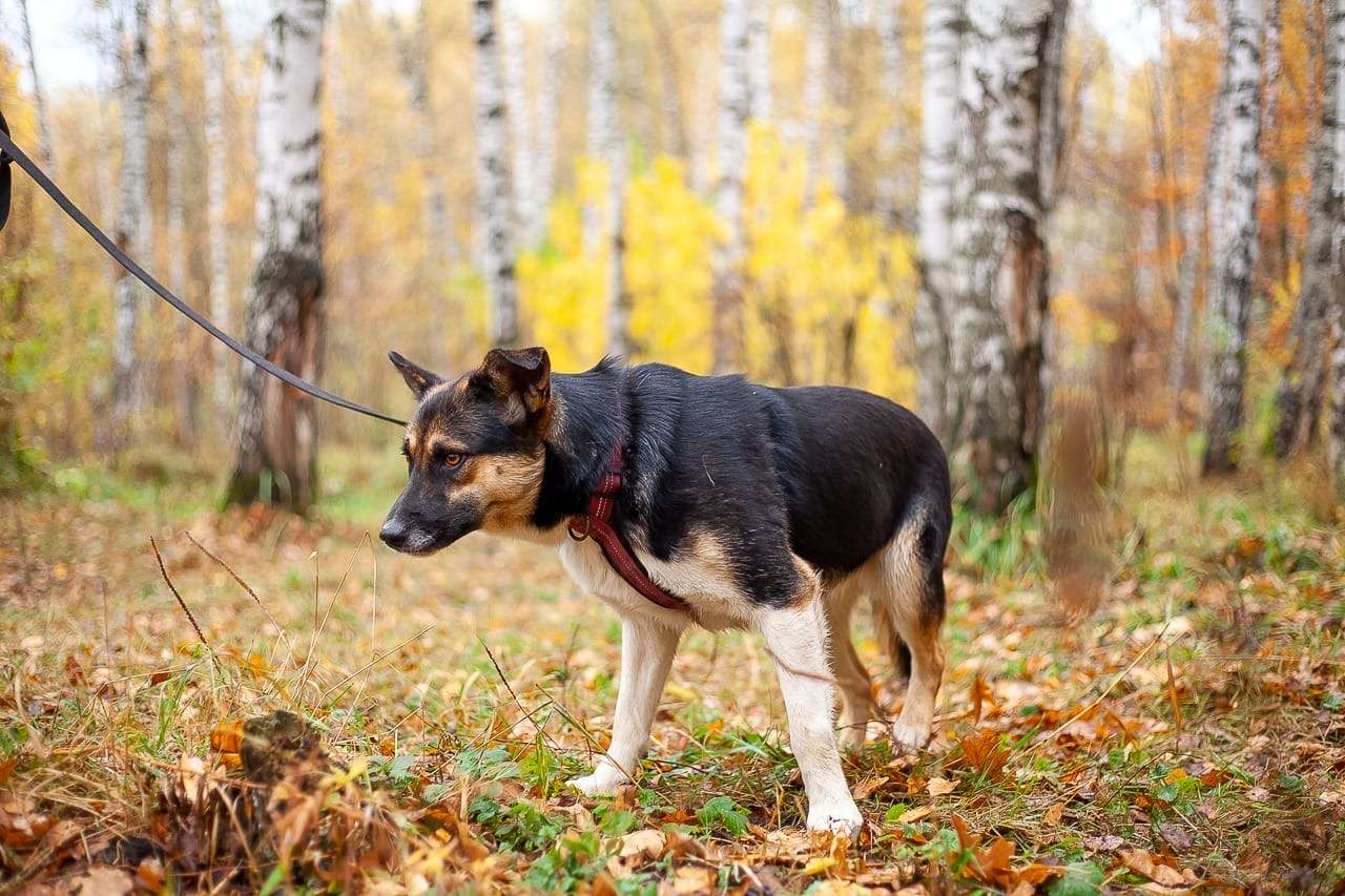 Сью