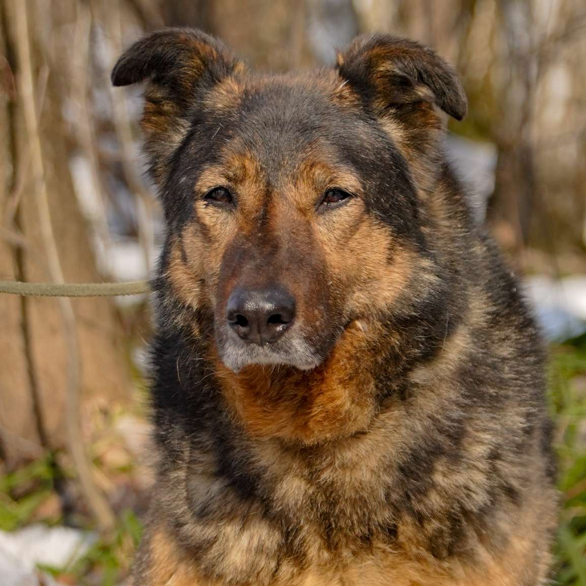 Макса