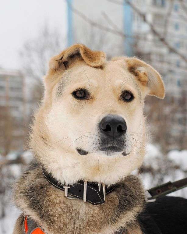 Лада