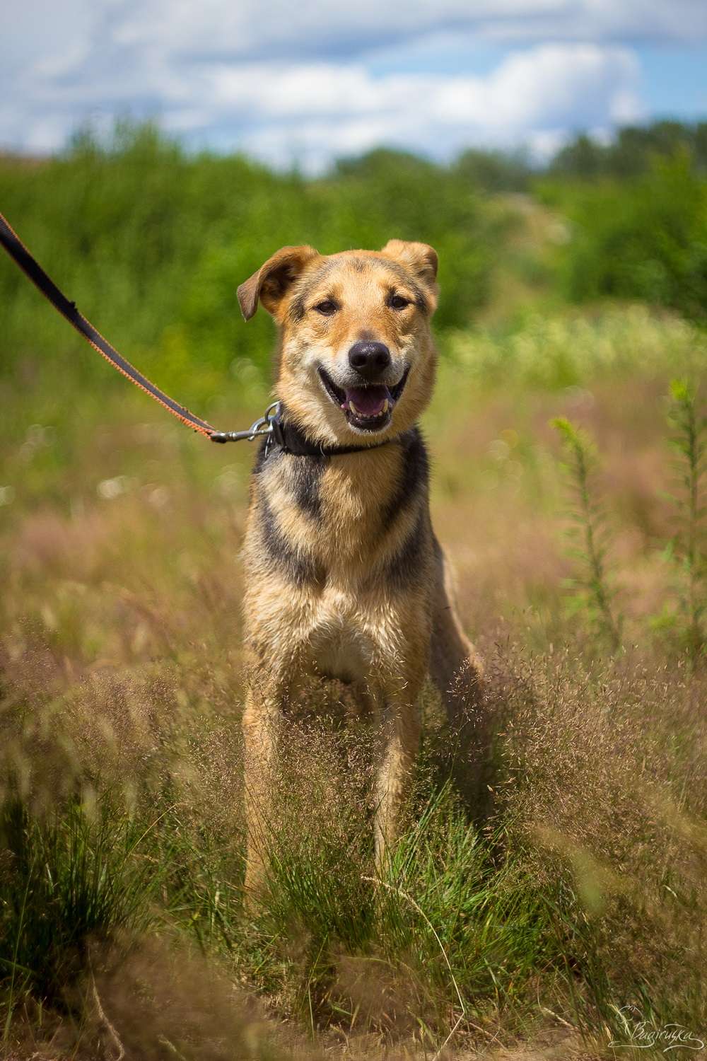 Джой