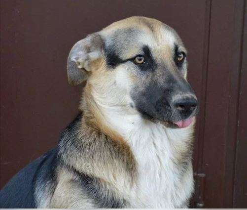 Бесс и Брюс