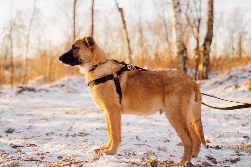 Тилль