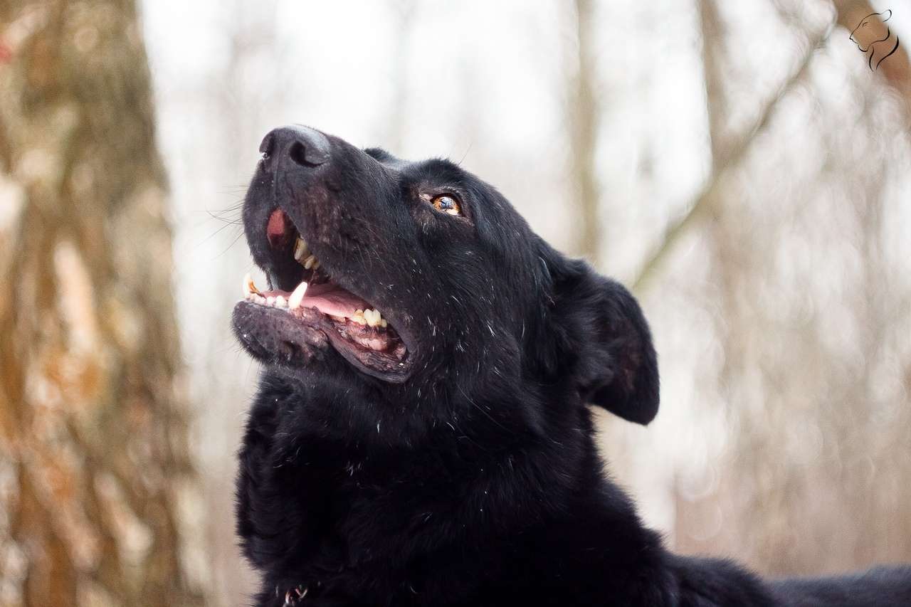 Челленджер