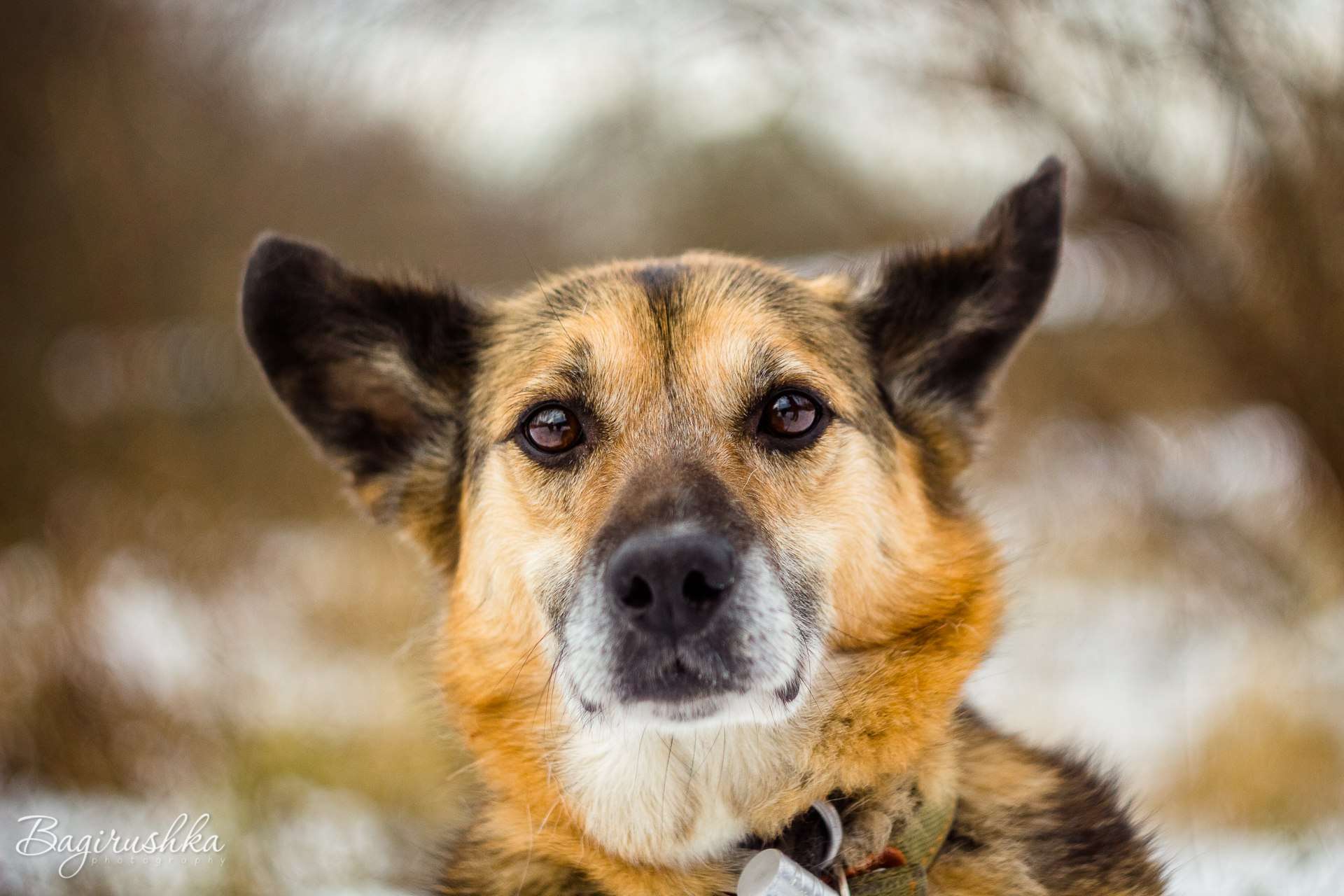 Полли