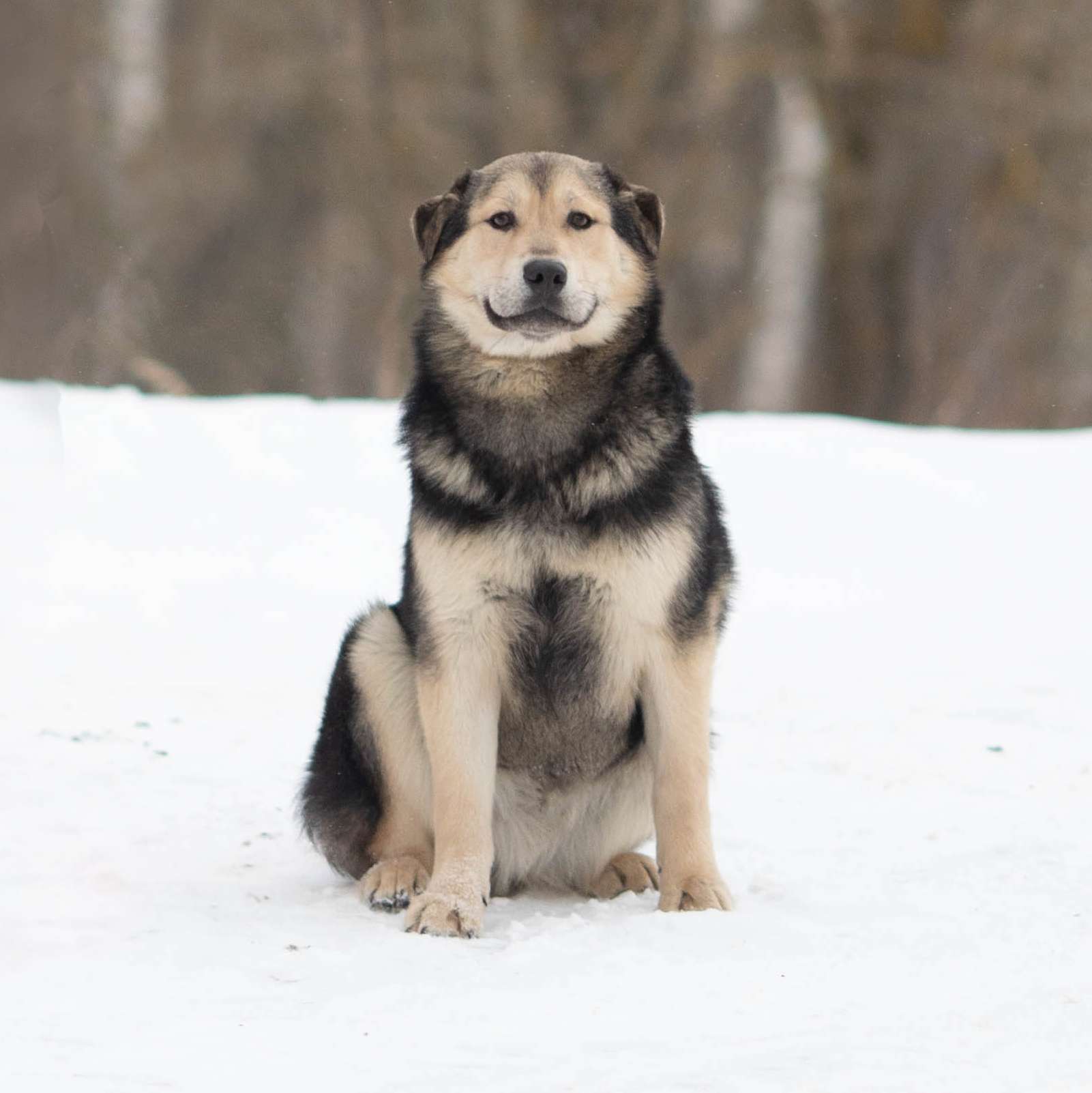 Виччи