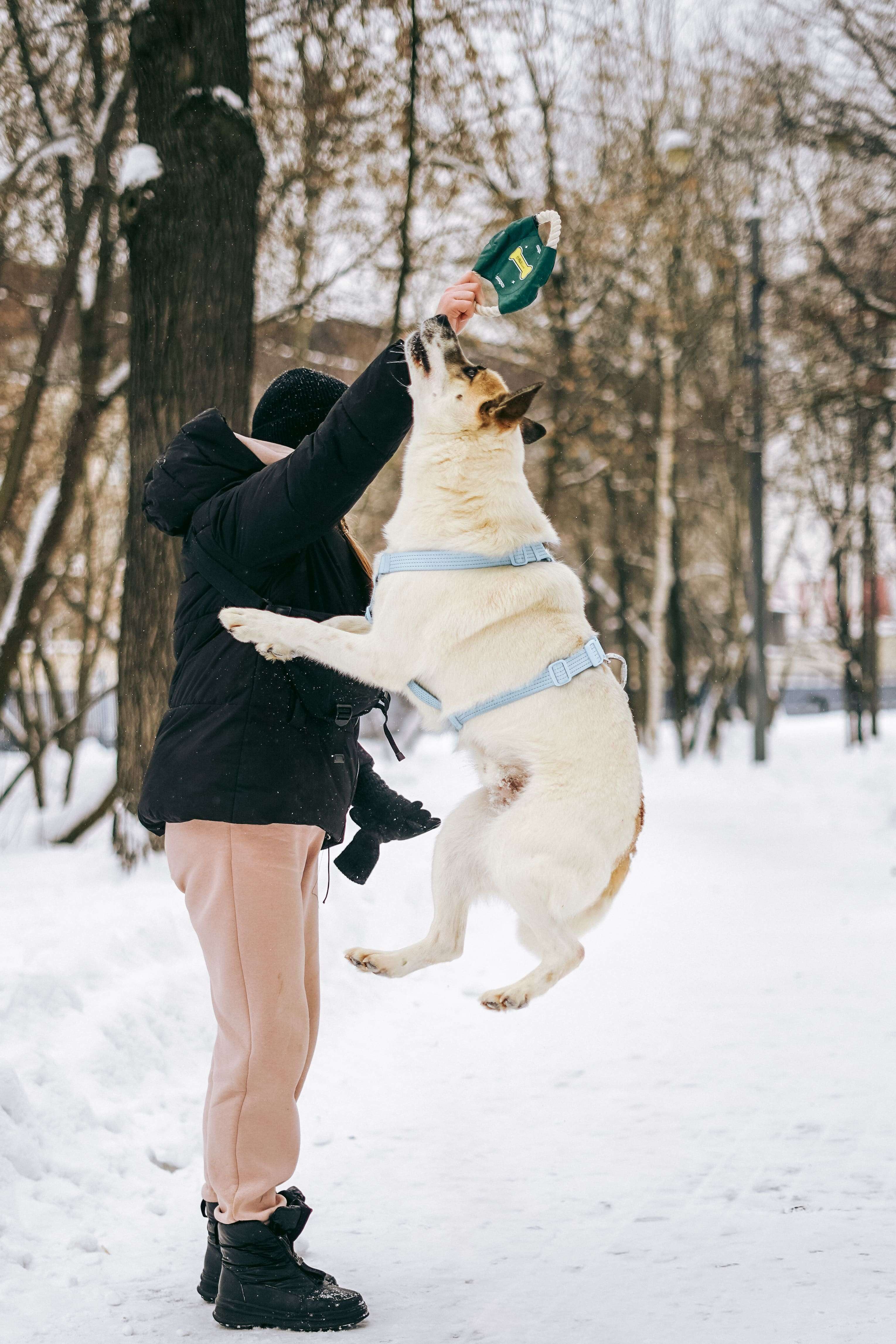 Солнечный Санни ищет дом