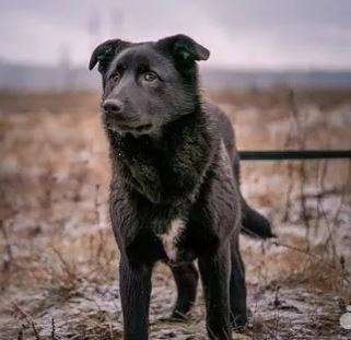 Смолли