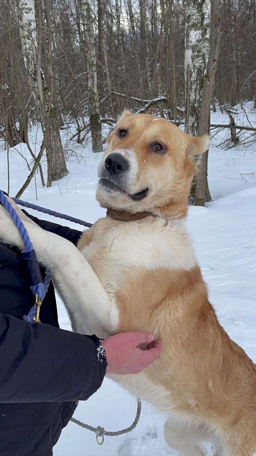 Трисс