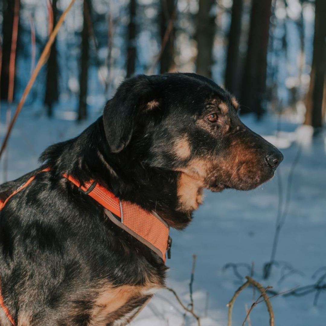 Валет