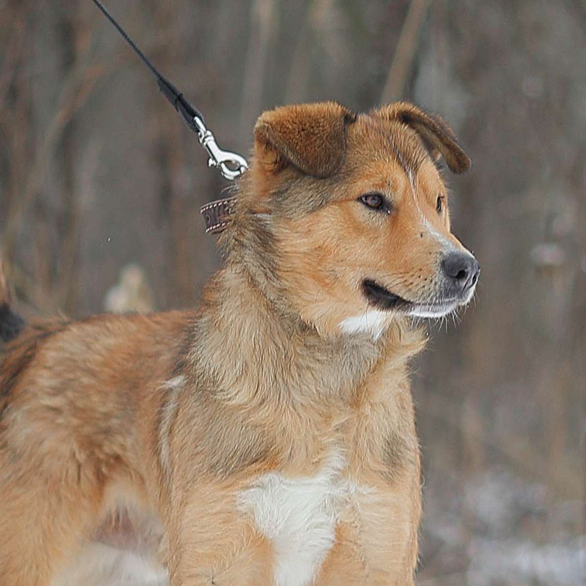 Агат
