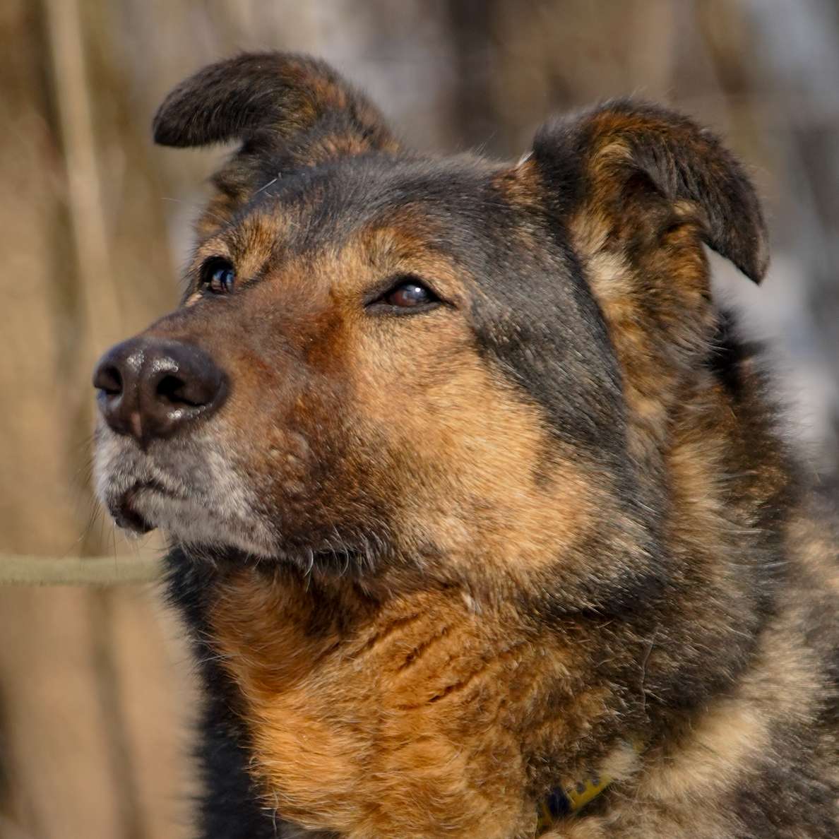 Макса