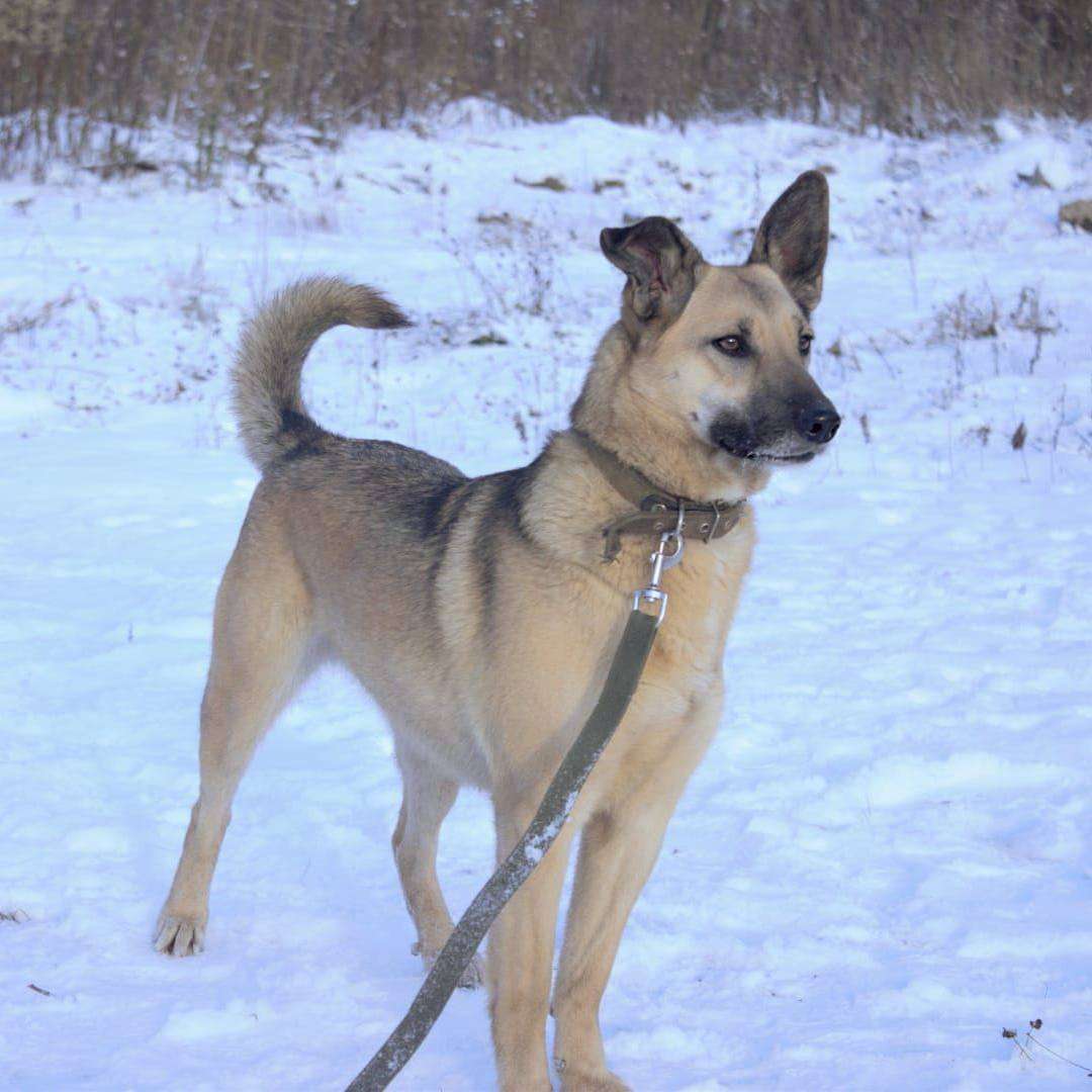 Лиза