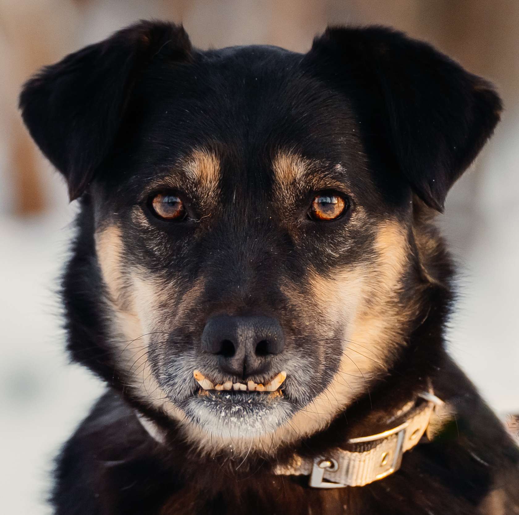 Клико