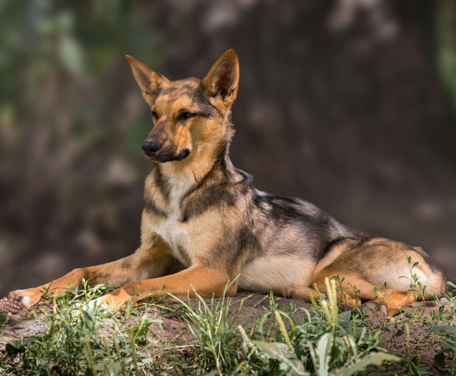 Лана