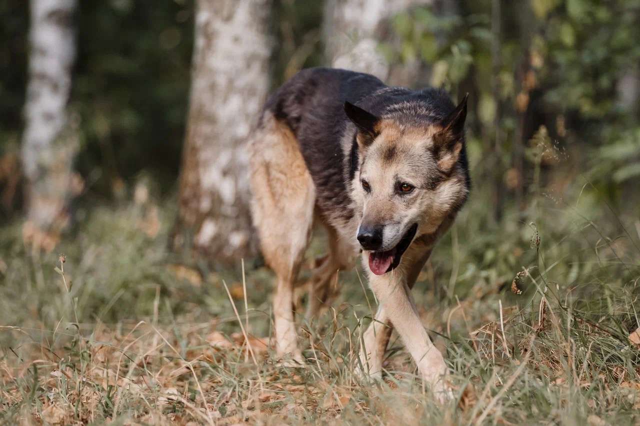 Дик