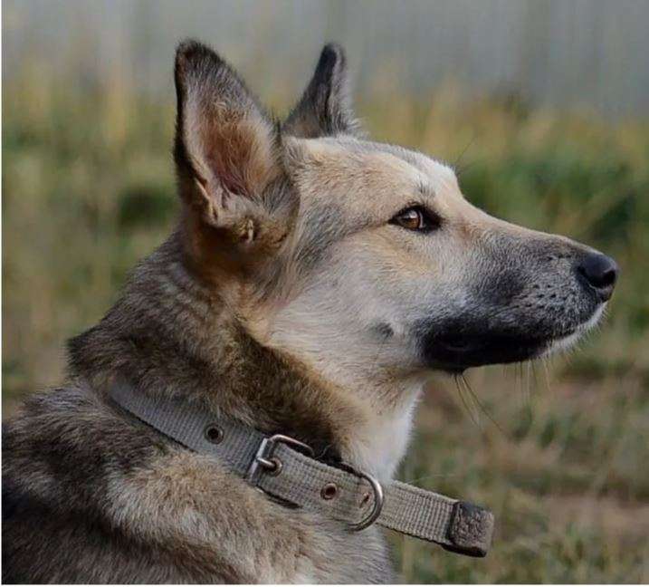 Туся