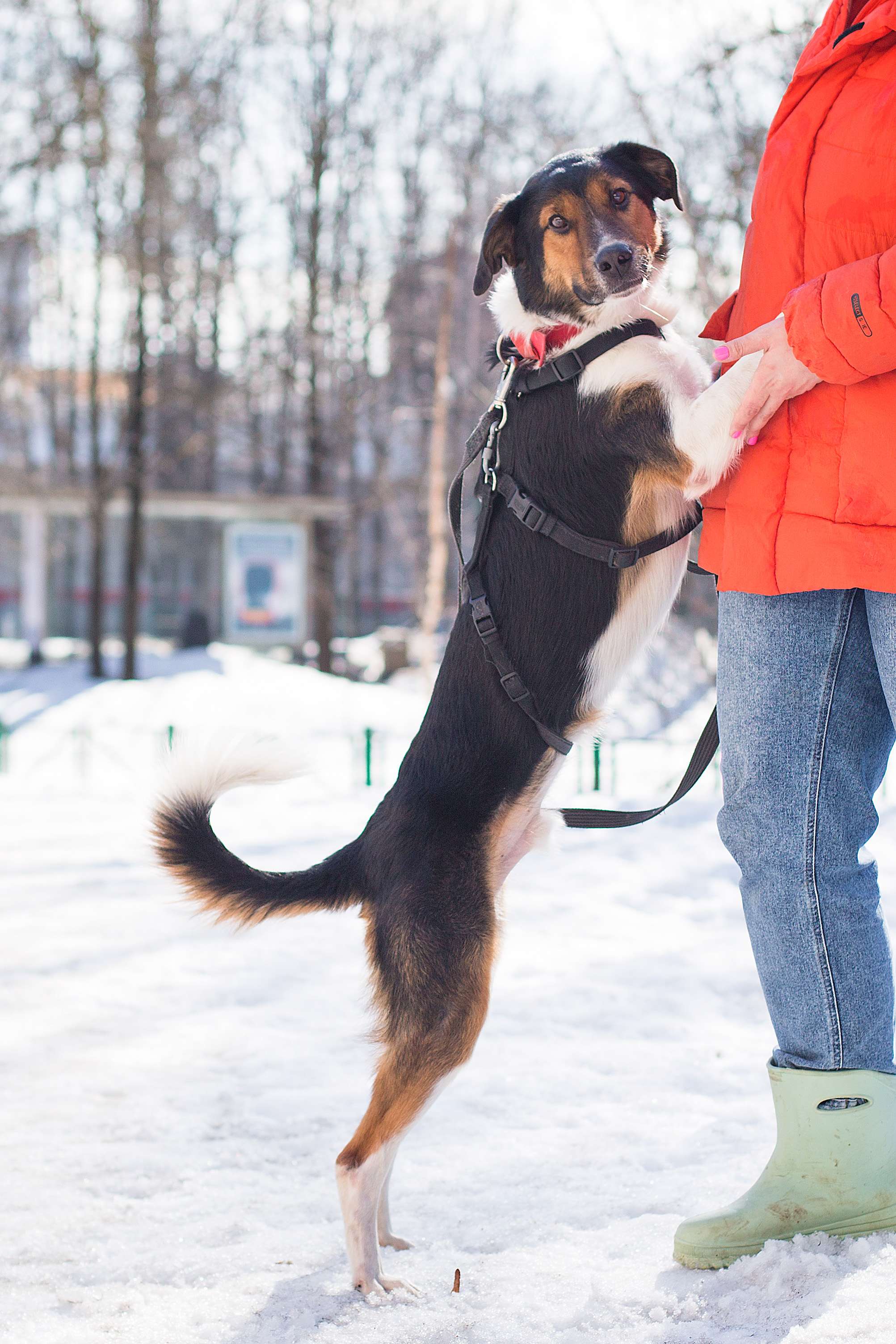 Ньюша ищет дом