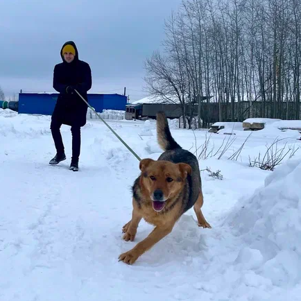 Виндизель ждет Вас в приюте!