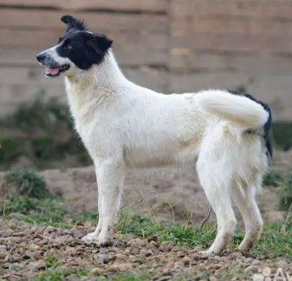 Лана