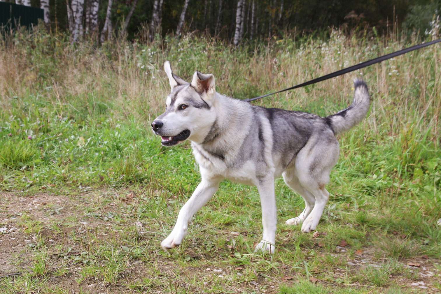 Серенький