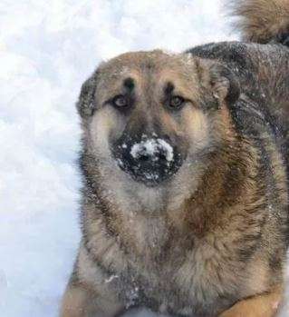 Альф
