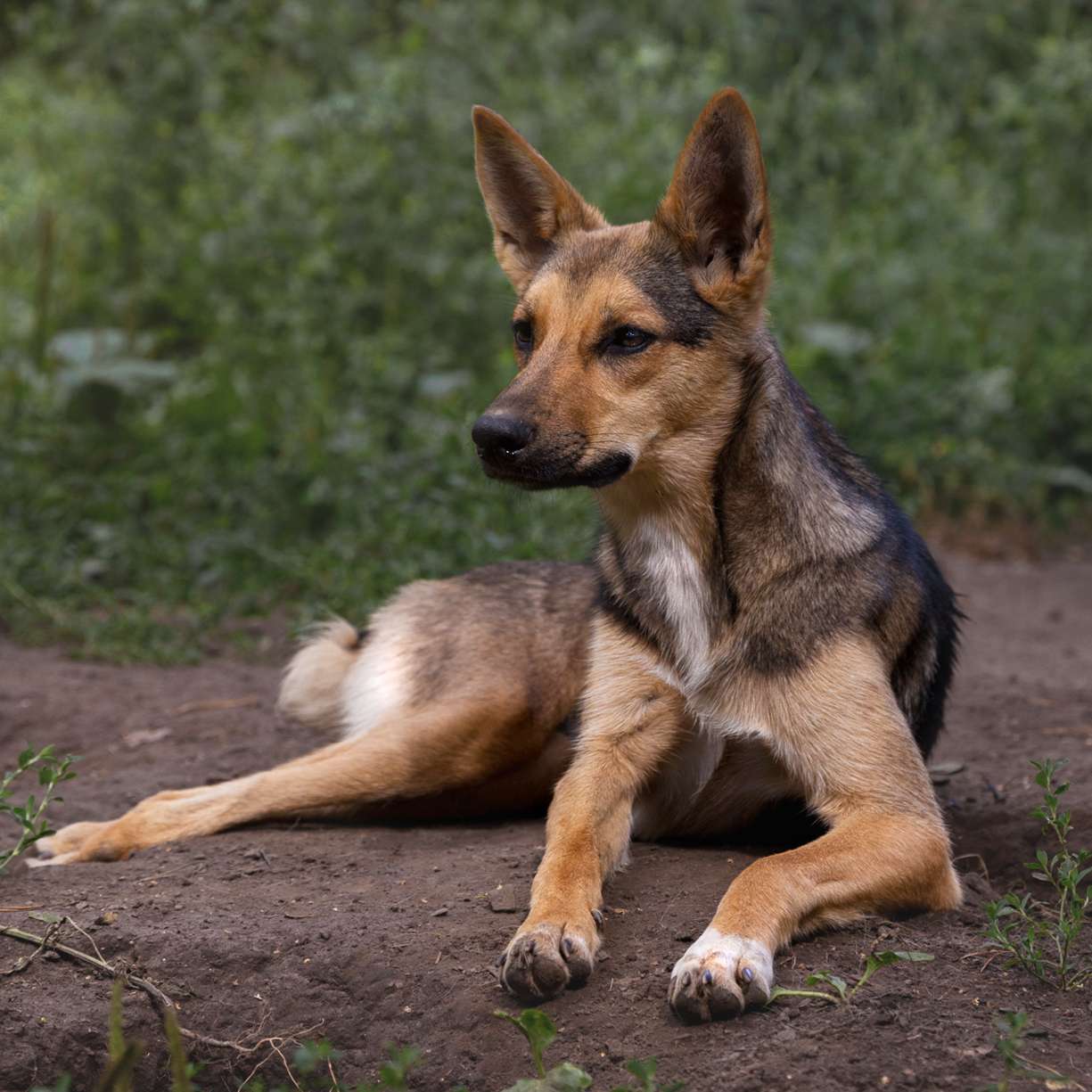Лана