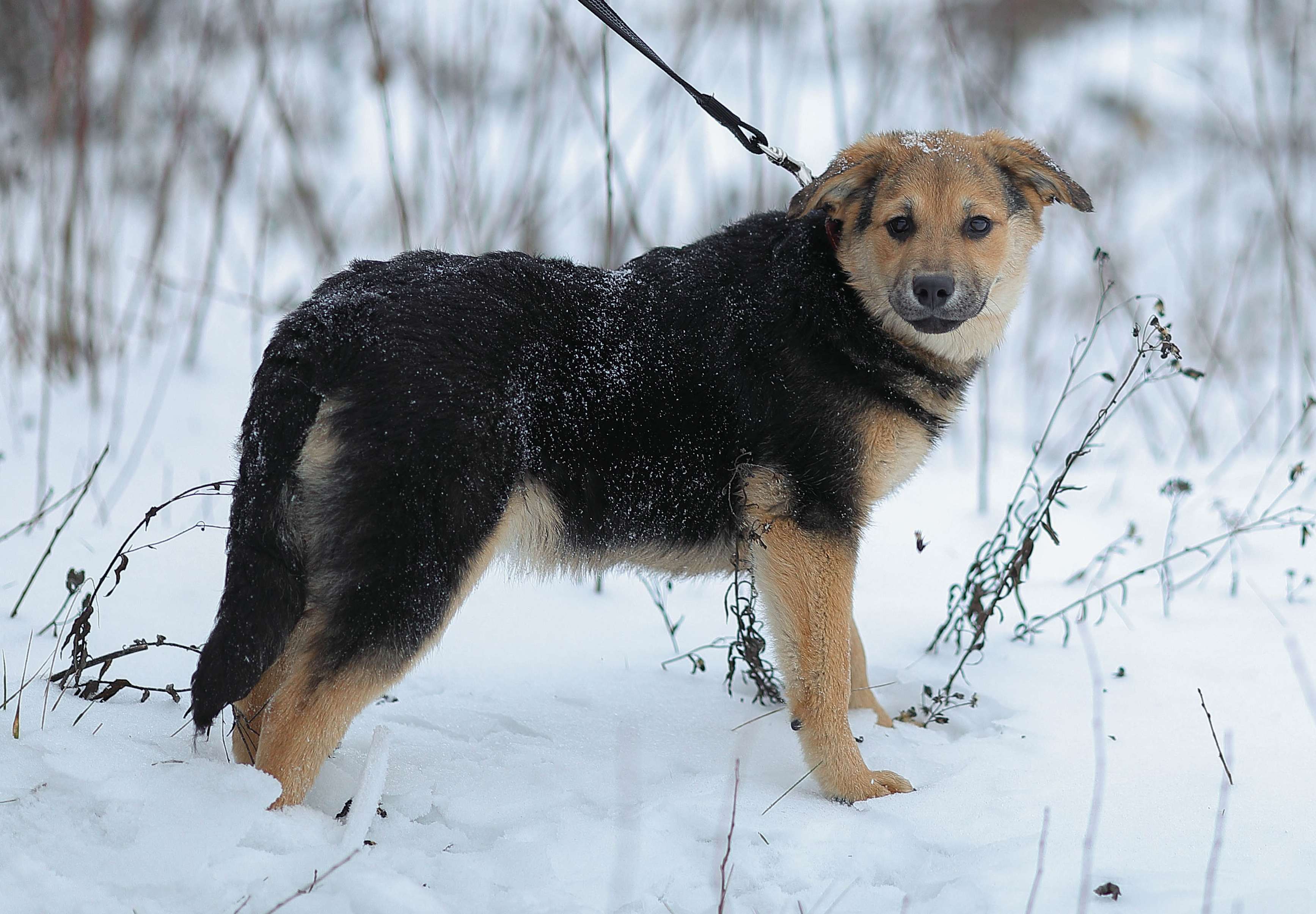 Вики